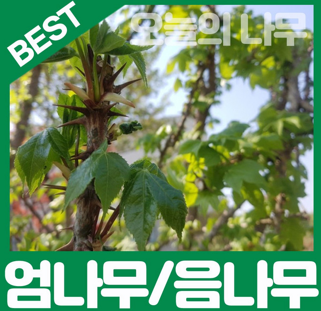 합리적 가격의 엄나무/음나무/민엄나무 묘목 판매