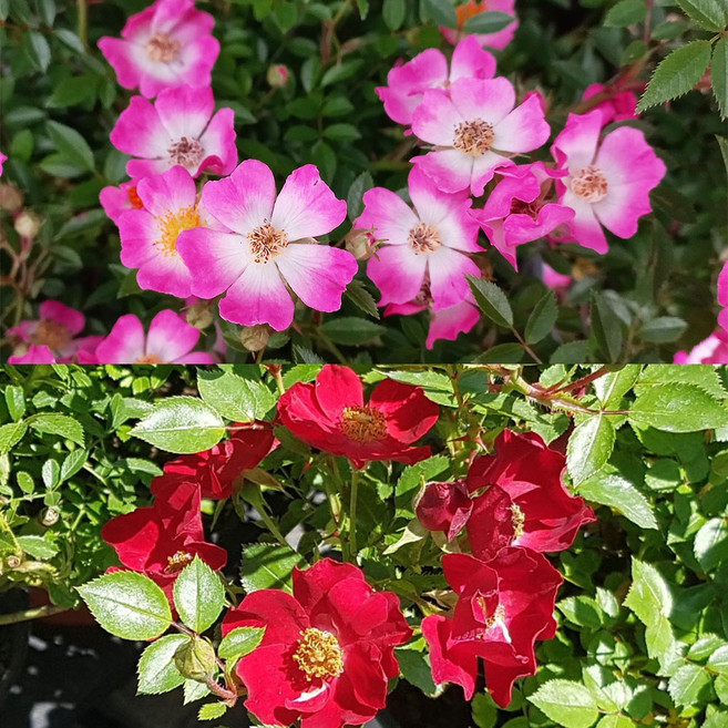 [대영원예가든] 찔레장미 2종 택1 찔레나무, 01. 붉은찔레(에버글로우루비) DT포트, 1개