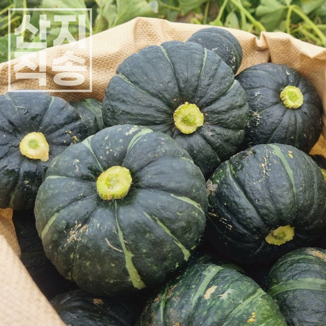[품질우수] 제주 미니밤호박 단호박 보우짱 포슬포슬 산지직송, 1박스, 3kg