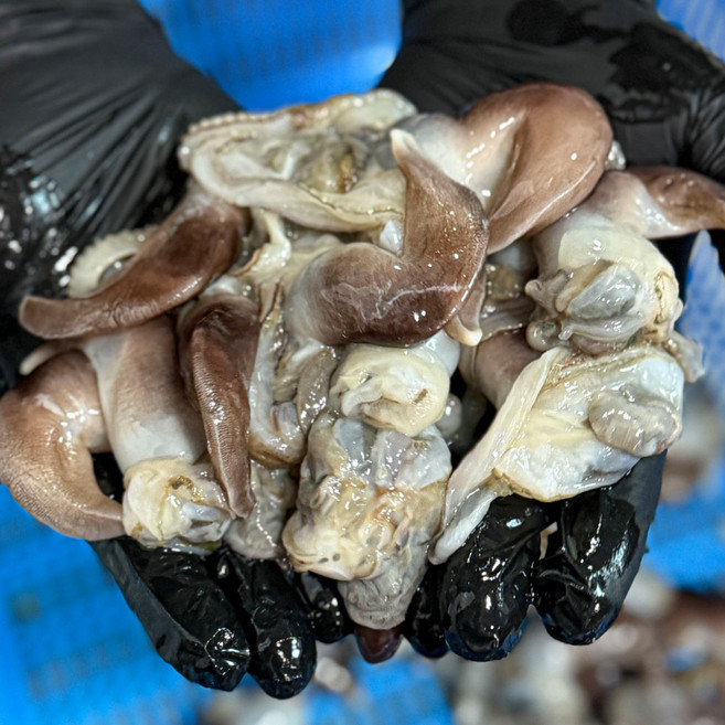 통수산 여수 초코 새조개 샤브 횟감 구이용 산지직송, 1개, 손질초코새조개500g(2-4인)(순차출고)