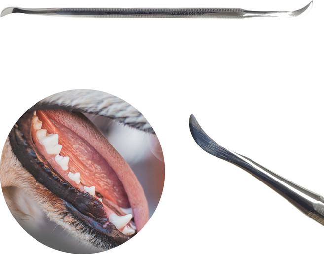 아미코 강아지 셀프 치석제거기 세트 고양이 스케일러, 1개, 커브형 치석제거기