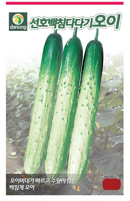 팜앤리빙 백다다기 오이 씨앗 50립 백침계, 3개