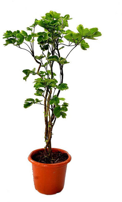 萬花叢 喬木植物盆栽 - 室內綠植盆栽 美化空間、淨化空氣, 黃金福祿桐/黃金川七, 1個