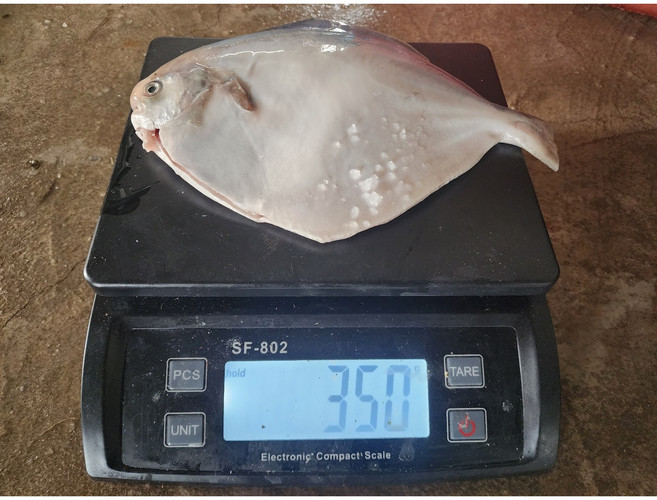 완도 손질 병어 특대 (30cm 350g전후) 제수용 제사용 병치 덕자 조림 구이, 1개