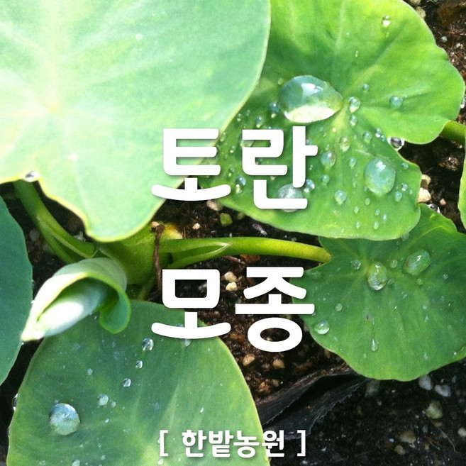 채소 모종 ~ 각종 묘종. 베란다 텃밭 세트 공기정화식물 허브 씨앗 채소모종 ~, H082 토란 모종 1개