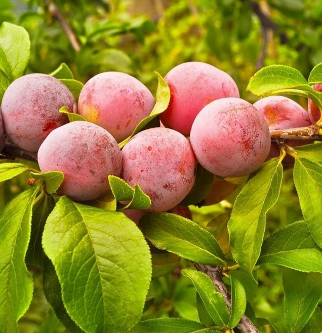 자두나무묘목 후무사자두나무 2년생특묘대과종 유실수 약용수 조경수 꽃나무(TB)