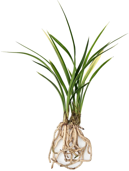 [나라아트] 할인행사 황룡금(4-5촉) 동양란 풍란 난, 1개 - 쿠팡