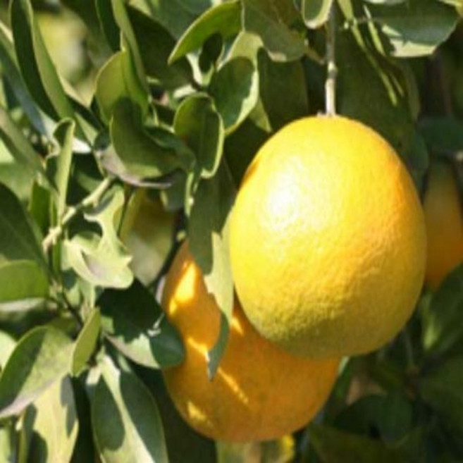 귤나무(하귤)_접목2년 포트묘 /유실수/정원수/묘목/K0199