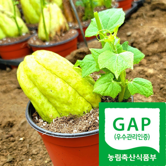 [유명농장직송] 농약안심 한정수량 품질보증 차요태모종, 10개