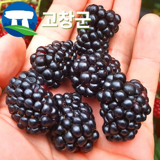 산지직송 고창 복분자 블랙베리 특품 10kg 5kg 2.5kg 1kg / 생과 급냉 슈퍼복분자 고창복분자 햇복분자, 1개, 슈퍼복분자 특품 5kg