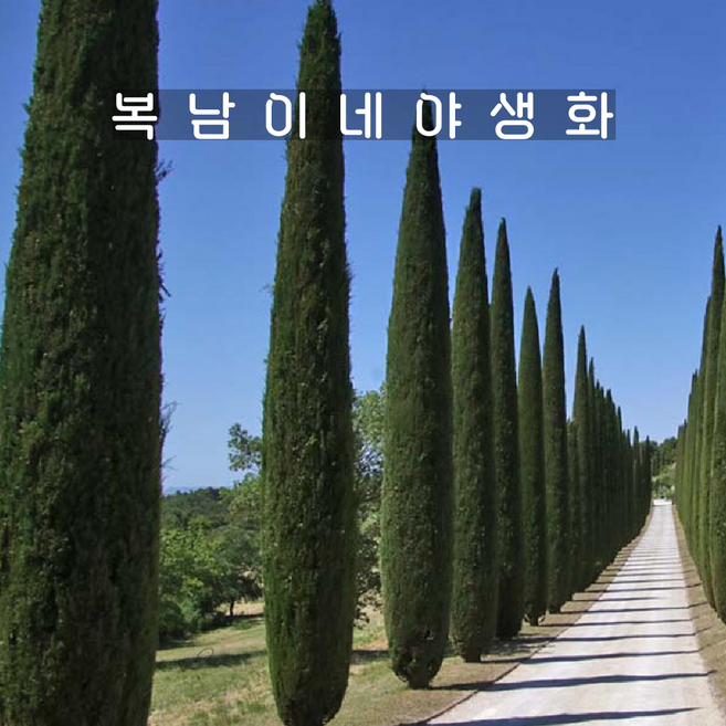 이태리향나무 스트릭타 [1개 복남이네야생화 모종 상록수 향나무 침엽수 cypress], 1개