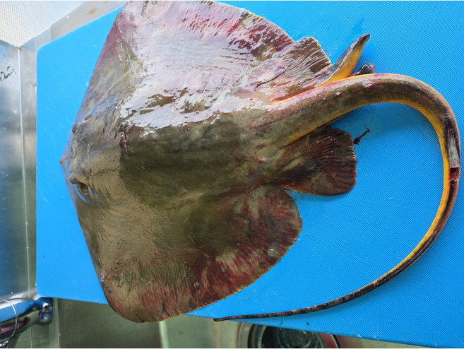 완도 청정바다 자연산 황가오리회 찜재료, 1개, 생물기준 5kg