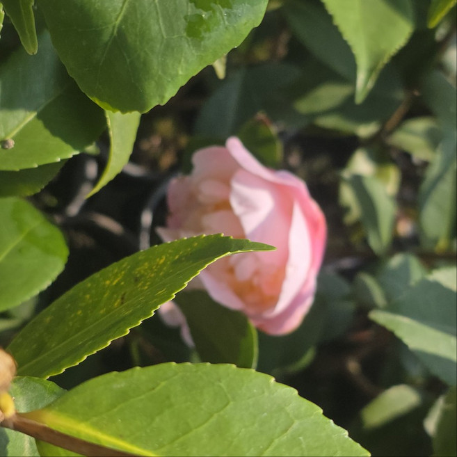 동백나무 소품 향기난나는동백 건돌이, 1개, 기본