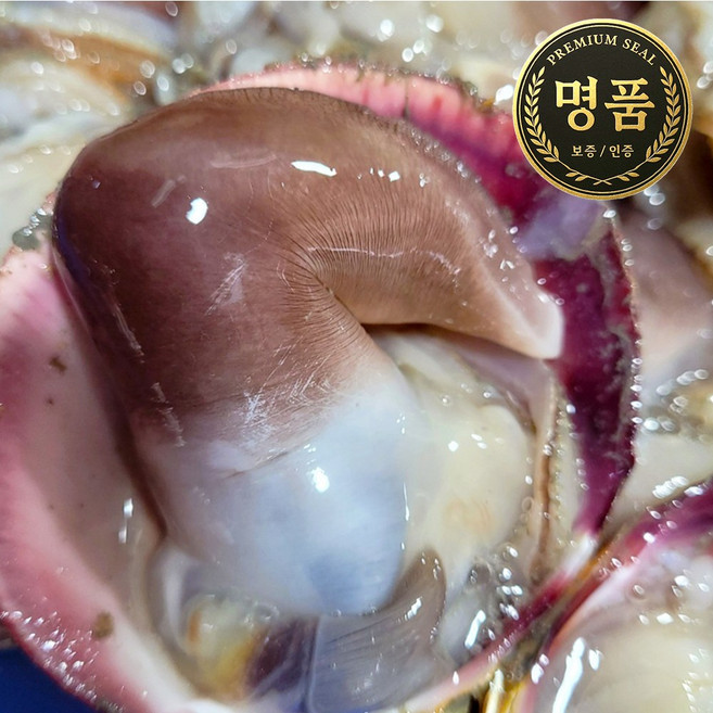 [당일조업 여수직송] 청정바다 여수 최상급 손질 새조개 샤브샤브 횟감용, 1개, 400g