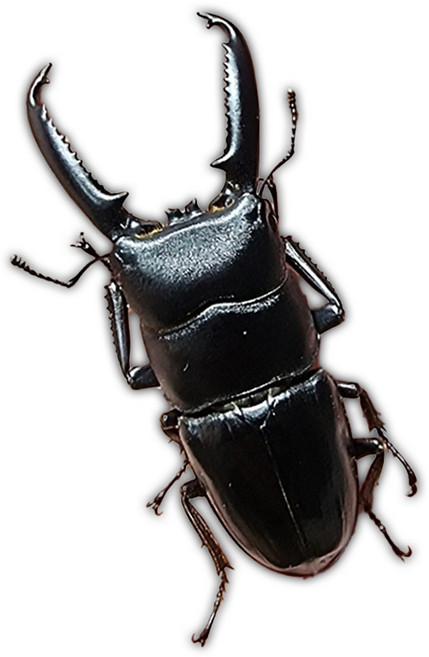 루나벅스 넓적사슴벌레 성충 키우기 수컷 암컷 크기 선택가능, 선택02 넓적사슴벌레 수컷 (51~55mm), 1개