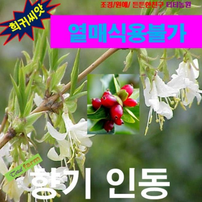 (씨앗나라) 향기인동 덩굴식물 씨앗 혼합 5립, 1개