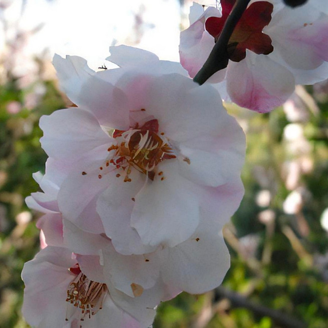팔중겹꽃 매화나무 묘목 / 고급스러운 자태의 팔중서왕모 매화, 1개