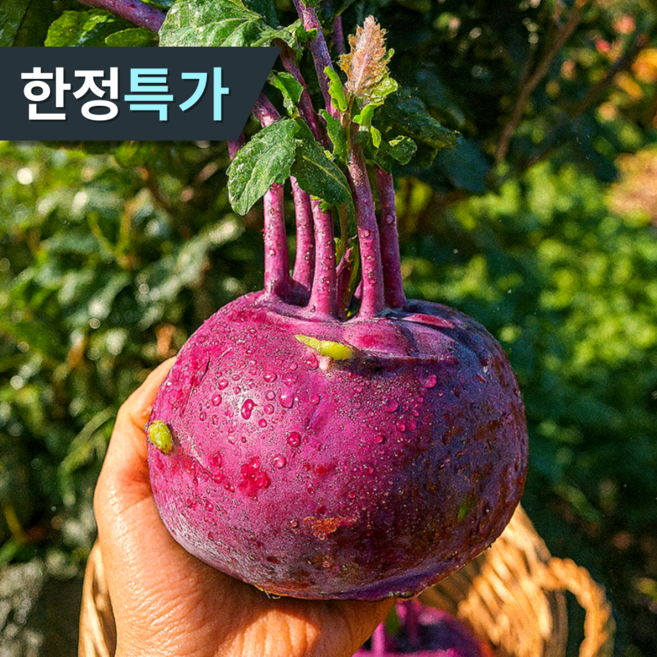 [농장직송할인] 특품선별 아삭달콤 제주 콜라비, 1박스, 10kg