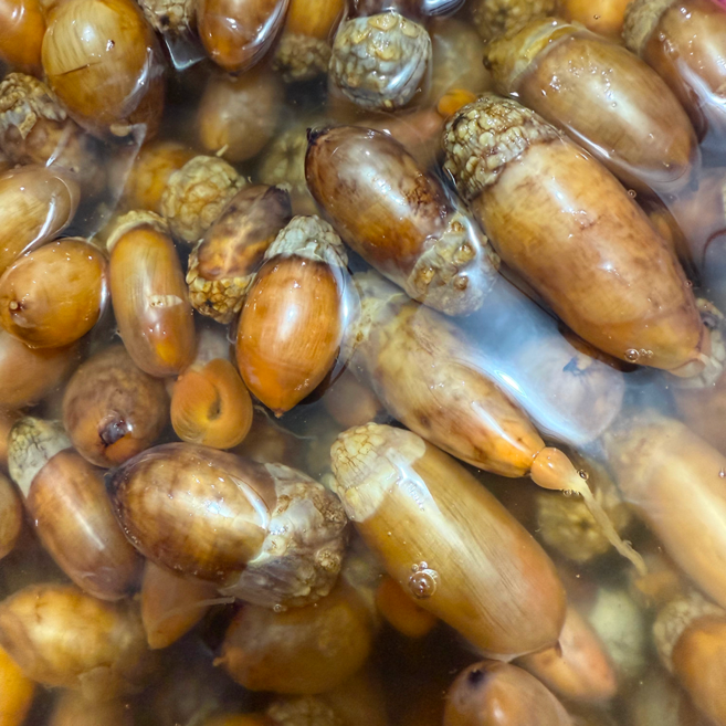 40년명인 통영 프리미엄 참 미더덕, 1박스, 500g