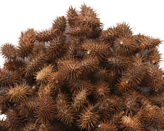 동의한재 국산 볶은 도꼬마리 창이자, 500g, 1개