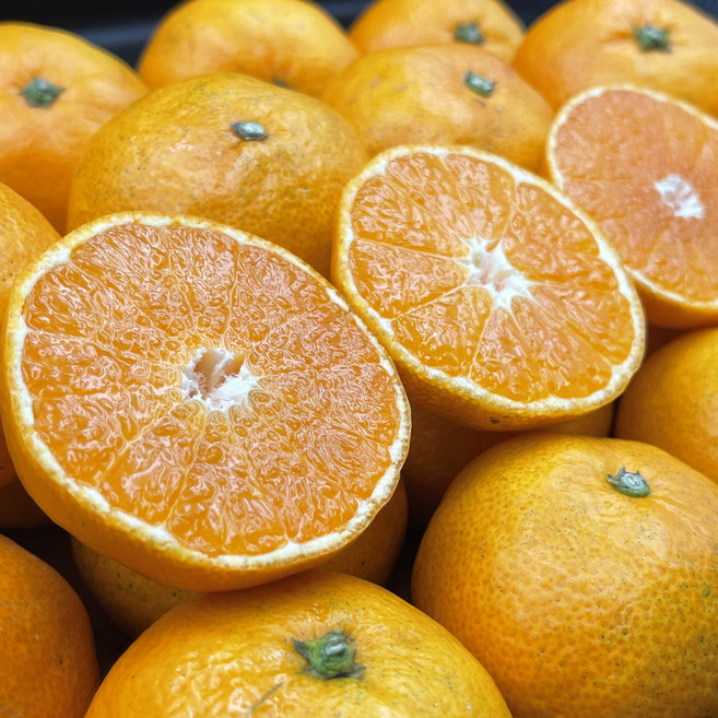 제주 노지 감귤 당도선별 산지직송, 1박스, 10kg(로얄과)