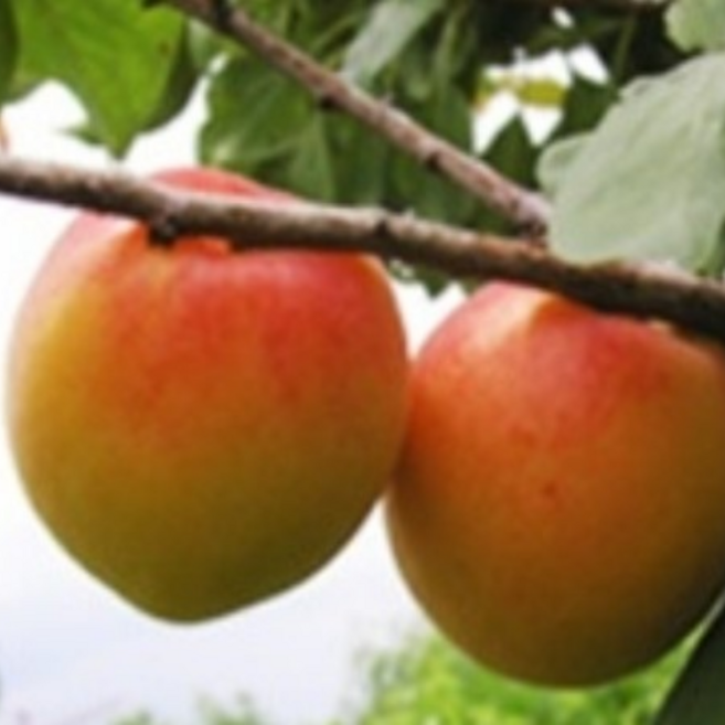 플럼코트 심포니 분묘 3년생 분달이묘목 국내재배 튼튼한활착 과수용, 1개, 플럼코트심포니분