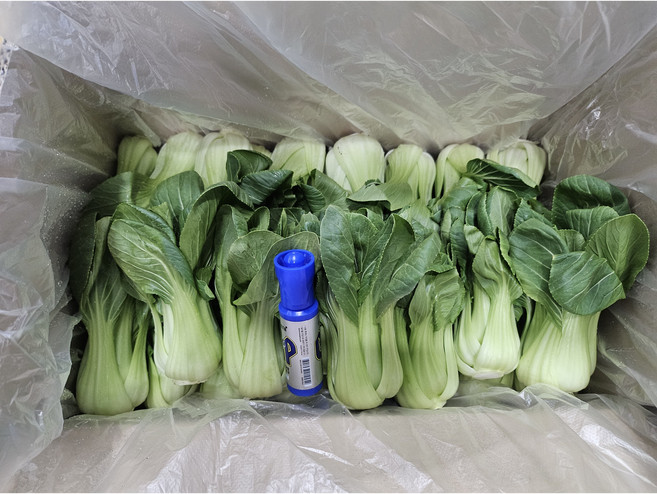 야채이야기 싱싱한 청경채 4kg 박스 (3.7kg ~ 4kg), 1박스