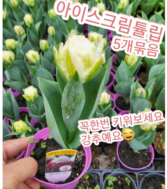 아이스크림튤립꽃 5개묶음/진짜 아이스크림을 한스푼 올려 놓은것 같지 않나요, 5개