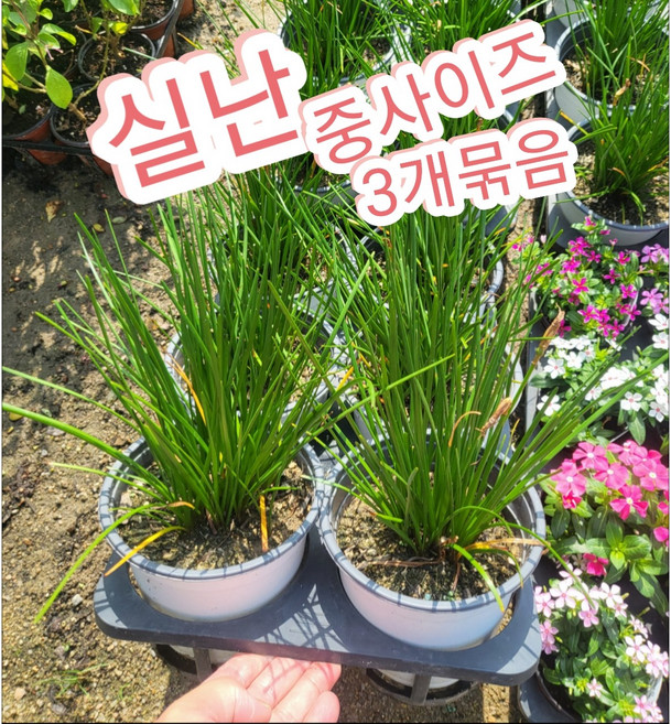 실난-나도샤프란 3개묶음 중품/ 꽃말은 즐거움 지나간 행복 샤프란의 생김과 비슷하다고 나도샤프란