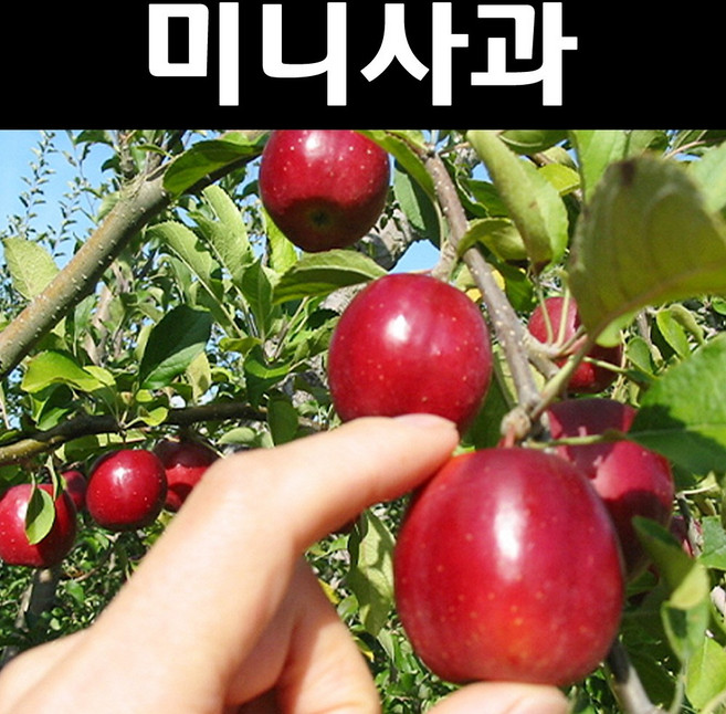 미니사과(알프스오토메) 나무 묘목 접목1년 뿌리 특묘 1개/유실수 과실수, 1개