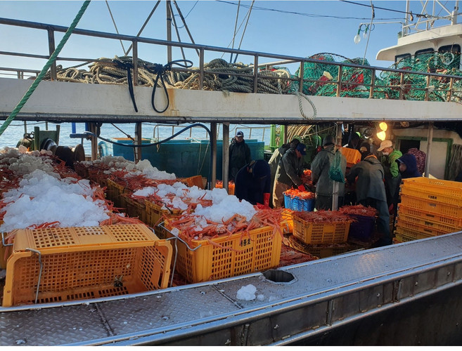 [프리미엄 박달홍게]산지 조업 박달홍게 수율 90%이상 프리미엄급, 1박스, 5kg(15~16미)수율90%이상