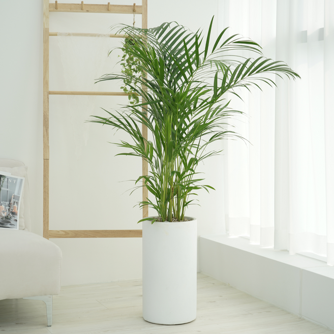 농원청년 돈나무 금전수 인테리어 공기정화식물 개업화분 집들이 승진 선물 사무실 이전 개원 병원 식당 개업식 축하화분배달, 1개, 23.대형 아레카야자