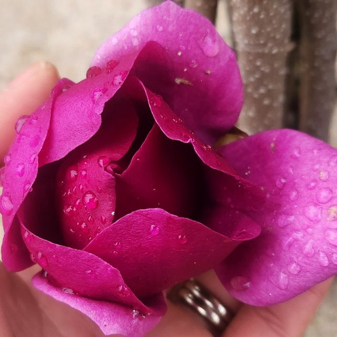 목하원예조경 클레오파트라목련 접목1년생 신품종 자목련 나무 묘목 봄꽃 목련나무 정원 조경수 노지월동, 단일, 1개