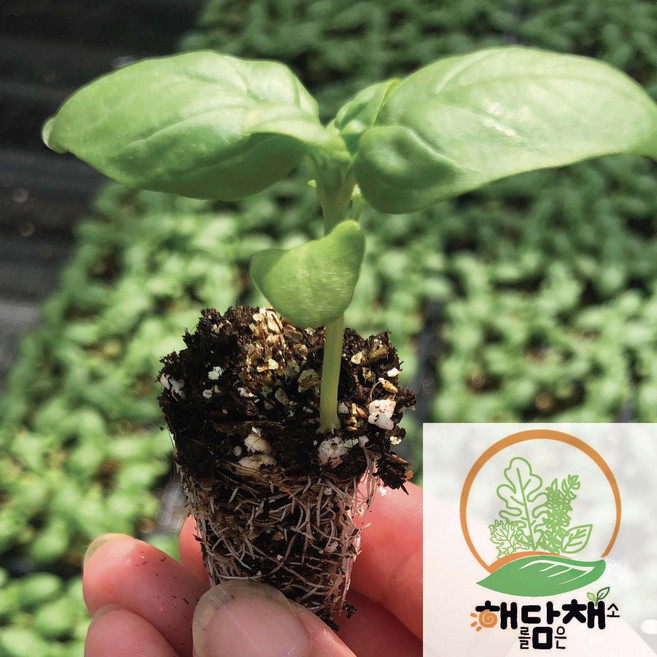 (도시농업해담채) 스위트 바질모종 20포기, 1세트