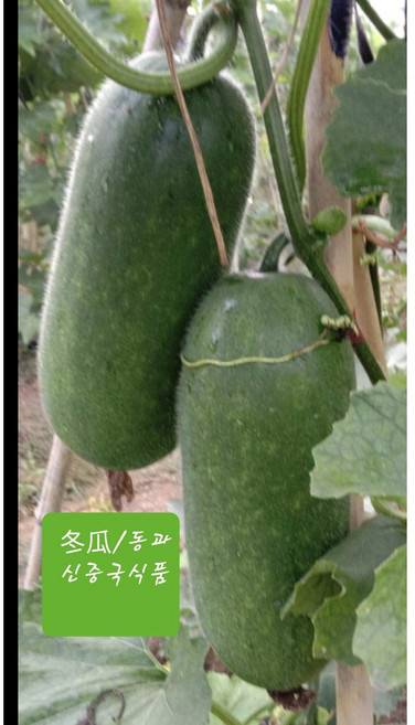 [오늘의 아시아푸드] 싱싱쇼둥과 중국야채 쇼동과 2kg내외(2~3개) . 2.5kg내외(2~3개). 3kg내외(3~4개). 4kg내외(3~4개), 2kg내외, 1개, 2.5kg