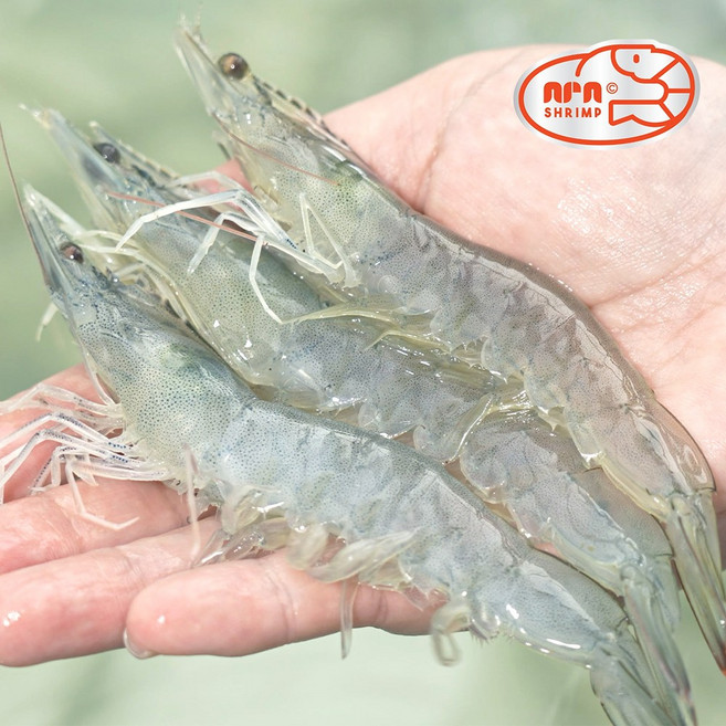 [아라새우] 국산 1년내내 당일수확 냉동X 산지직송 무항생제 흰다리새우 대하 친환경 실내양식 생새우 회 활새우 소금구이, 500g, 1개