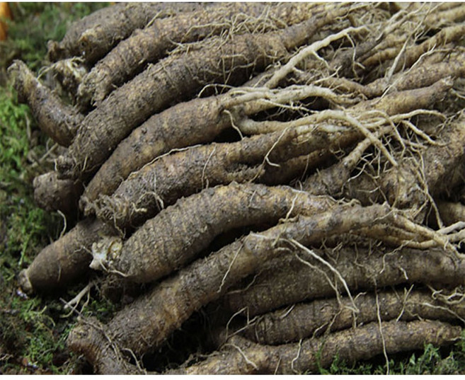 금산인삼 가정용더덕(특상)1.2kg, 1개, 가정용더덕(중)1kg