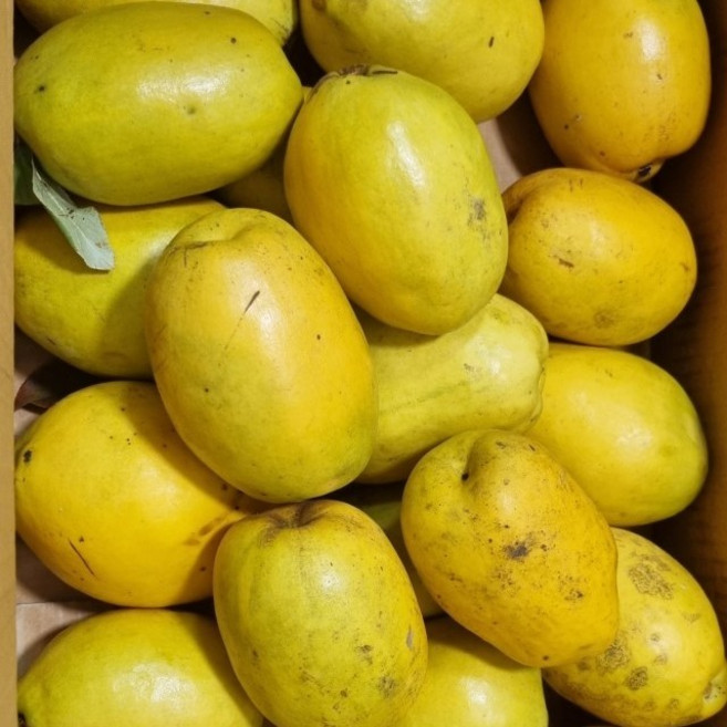 못난이모과 청도모과 안동모과 생모과 모과채 1kg 2kg 3kg 5kg 10kg 모과원액 250g 500g 1kg 모과채원액세트, 1박스, 모과원액 500g
