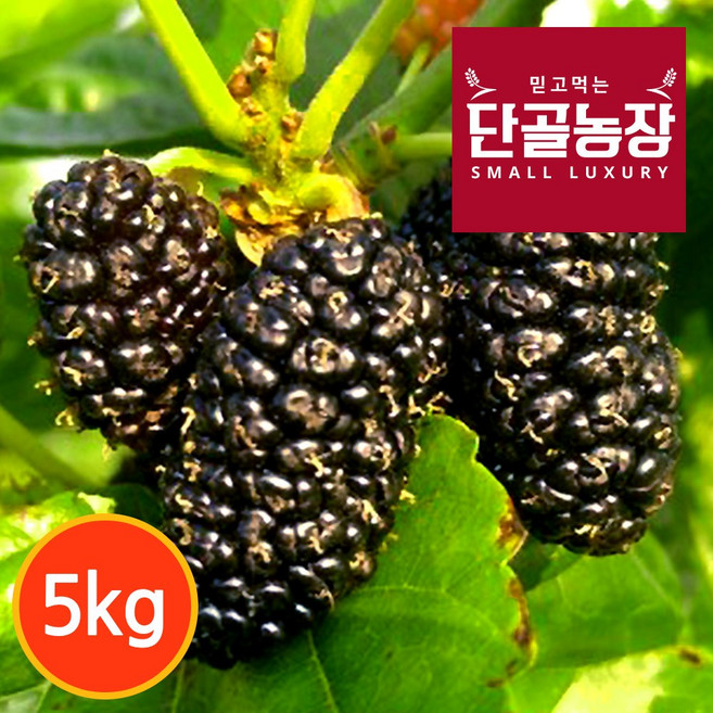 [단골농장] 내장산 토종 오디 생과 정품 (급냉), 1개, 정품 5kg