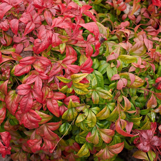 리서스원예 남천나무 남천 H0.6 H1.0 나무 묘목 5주 묶음, 남천 H0.6 전후 5주 묶음, 1개