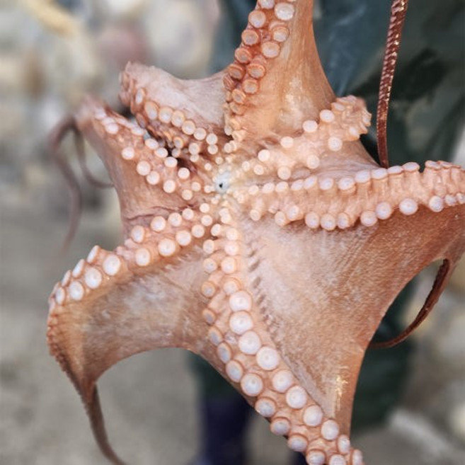 국내산 자연산 세척문어 1kg 남해안 손질 급냉 냉동문어 진공포장 제주산 문어스타 진우수산 [원산지:국산], 1개