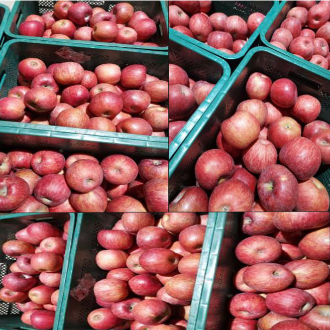 고당도 프리미엄 꿀사과 2kg 5kg 10kg, 청송-8)가정용사과 5kg/특대과, 1박스