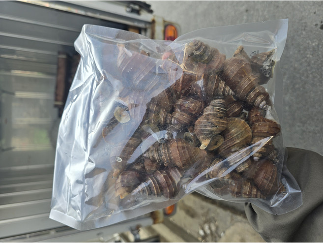 직접잡아 보내는 당일조업 살고동 소 중 대 특대, 1개, 소,중 1000g