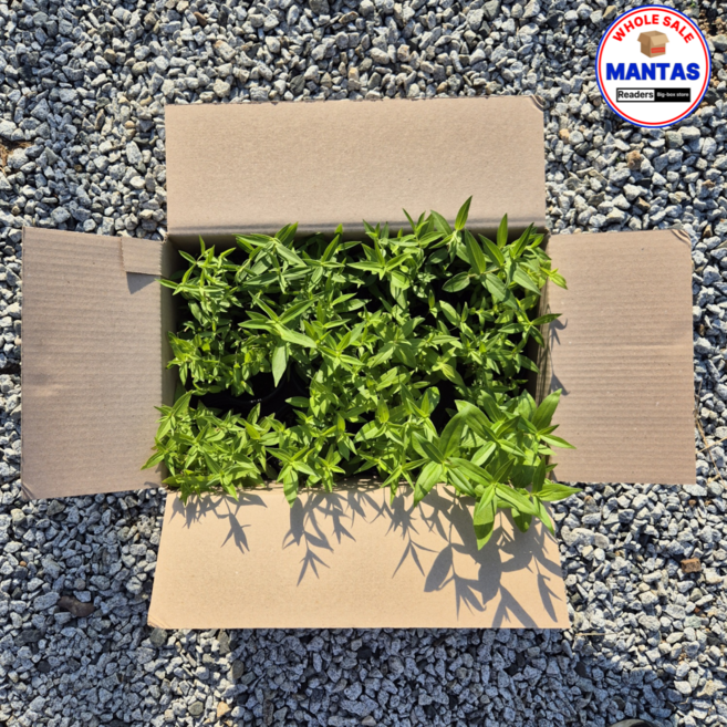 용담 이색포트 12개세트 다년생 노지월동 용담꽃, 1개