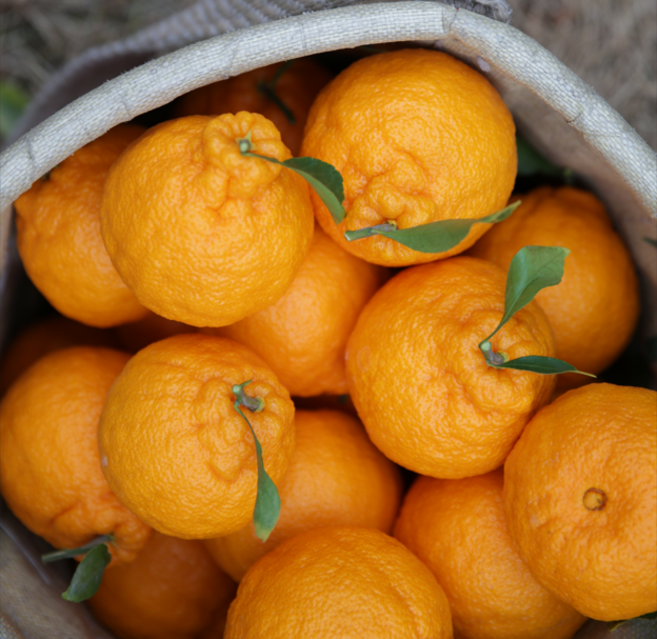 써니트 한라봉 제주 고당도 선물용 가정용 못난이 1.5kg 2.5kg 4.5kg 10kg, 1박스, 못난이/꼬마 1.5kg