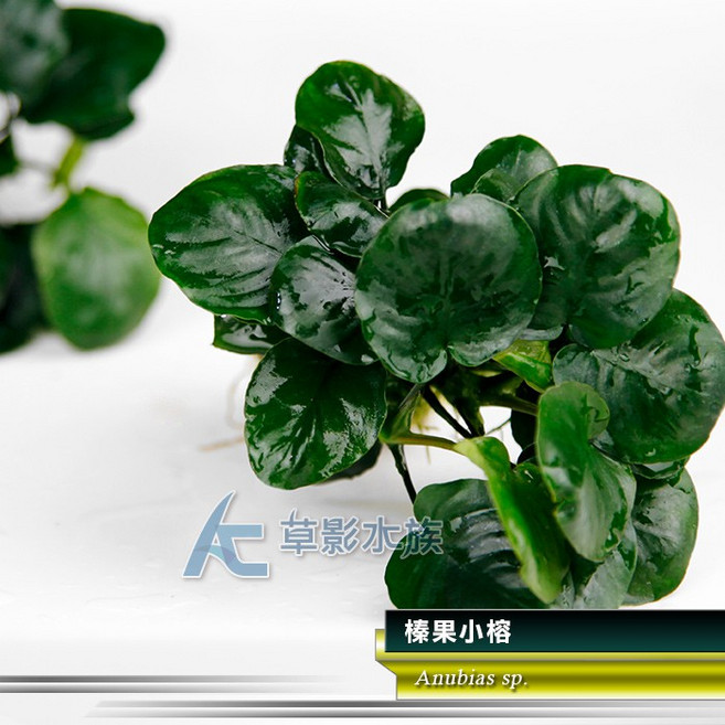 AC草影 榛果小榕 陰性水草 新手水草, 1個