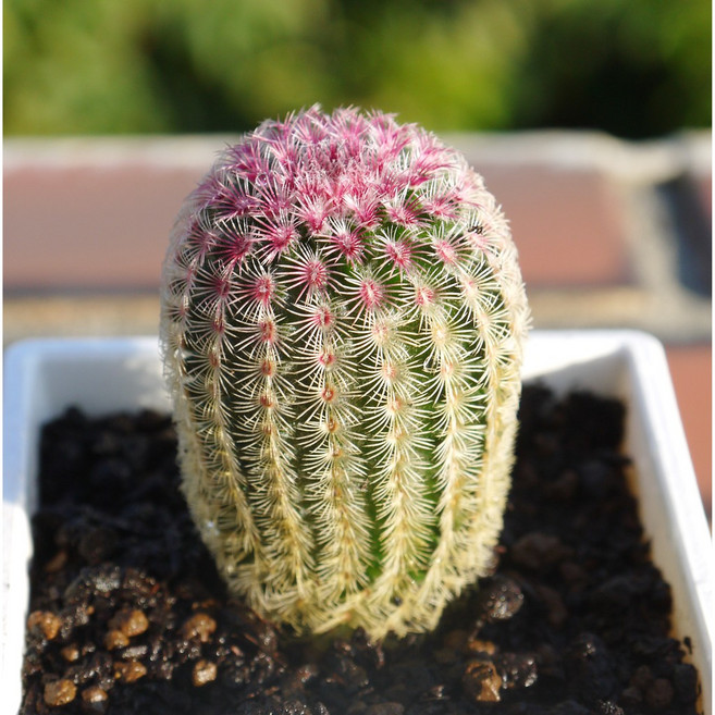 花樣渼栽盆栽生活館 紫太陽仙人掌, 1個, 植株(裸根)+3寸盆土