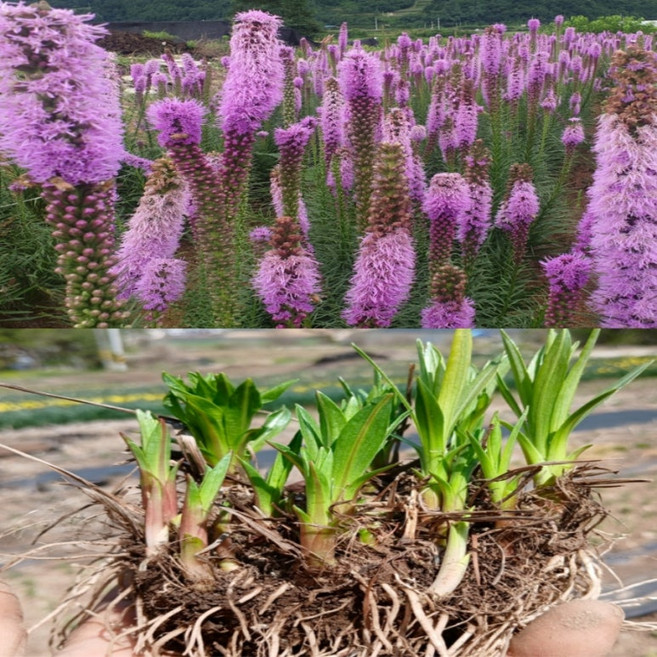 리아트리스구근 (10촉이상인구근 5덩이 1셑) 판매 / 평창게으른농부, 1개