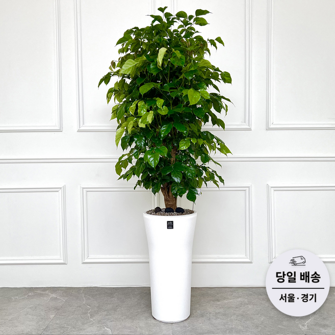 에코플랜트(서랍형받침+리본증정+당일배송) 녹보수 공기정화 식물 개업식 사무실 이전 개원 집들이 개업 축하 화분, 08.녹보수, 1개