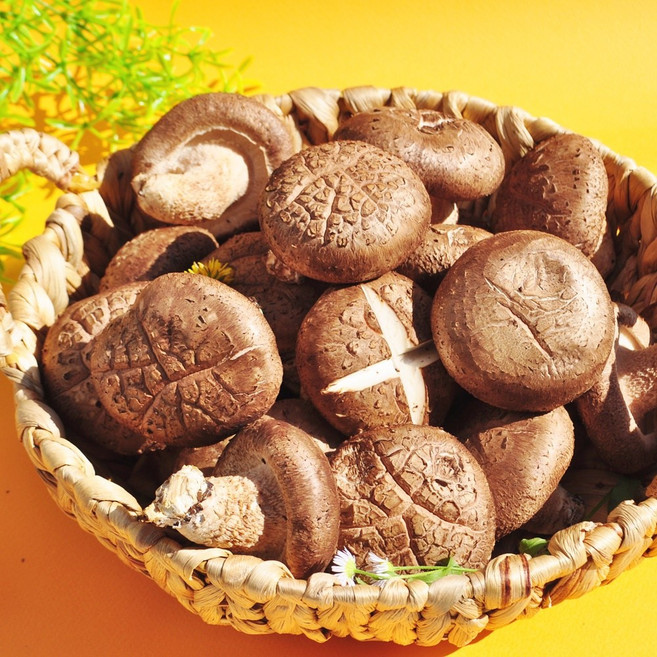 장흥 무농약인증 참나무 생 표고버섯 4kg, 1개